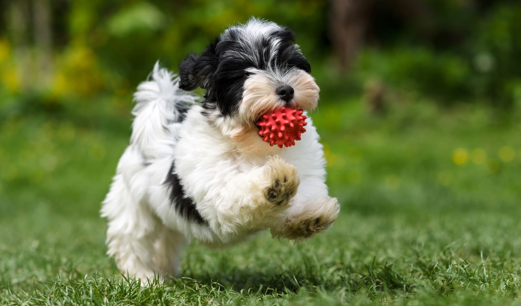 cute black and white puppy running with a red ball in it's mouth cute black and white puppy running with a red ball in it's mouth